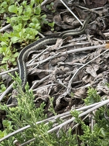 Common Garter Snake