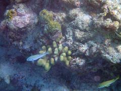 Porites divaricata
