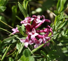 Daphne striata