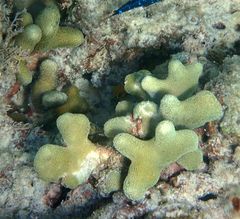Porites divaricata