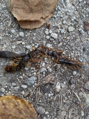 Scolopendra mutilans