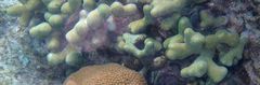 Porites divaricata