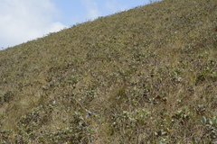 Strobilanthes kunthiana