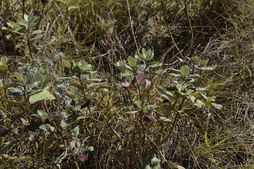 Image of Strobilanthes kunthiana by (c) Siddarth Machado, some rights reserved (CC BY)