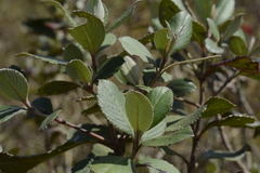 Strobilanthes kunthiana