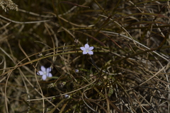Wahlenbergia marginata