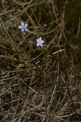Wahlenbergia marginata