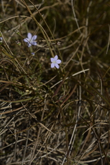 Wahlenbergia marginata