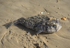 Chilomycterus reticulatus