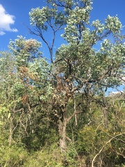 Eucalyptus melanophloia