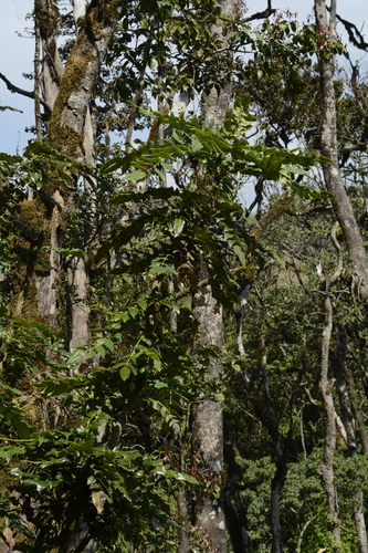Image of Berberis napaulensis by (c) Siddarth Machado, some rights reserved (CC BY)