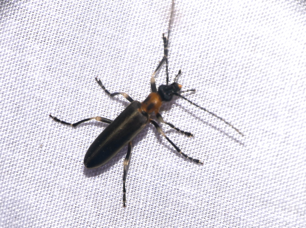 Diplectrus apollinairei
