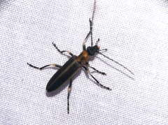 Diplectrus apollinairei