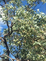 Eucalyptus melanophloia