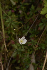 Eriocapitella rivularis