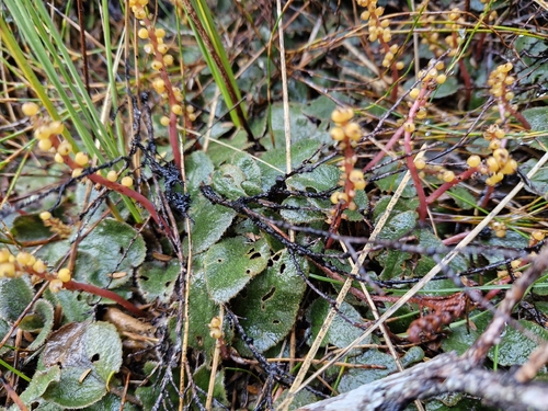 Gunnera prorepens, photograph 2