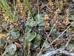 (c) Irisa Hudson, some rights reserved (CC BY) Gunnera prorepens, photograph (c) Irisa Hudson, some rights reserved (CC BY)