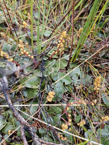 Gunnera prorepens, photograph 3