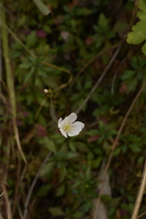 Eriocapitella rivularis