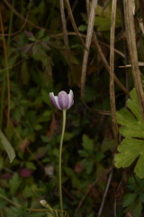 Eriocapitella rivularis