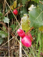 Plagiotrochus quercusilicis