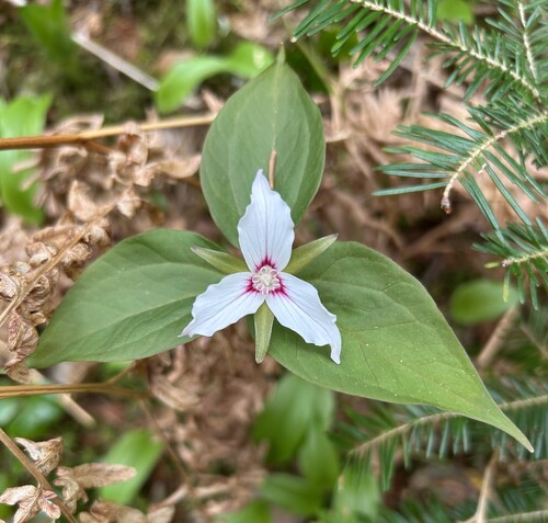 painted trillium