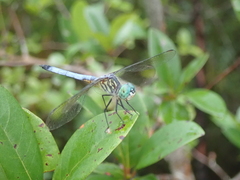 Pachydiplax longipennis image