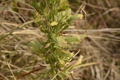 Eschenbachia stricta