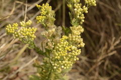 Eschenbachia stricta