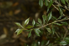 Ardisia rhomboidea