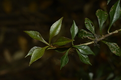 Ardisia rhomboidea