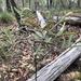 Hovea planifolia - Photo (c) Martin Bennett,  זכויות יוצרים חלקיות (CC BY-NC), הועלה על ידי Martin Bennett