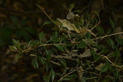 Ardisia rhomboidea