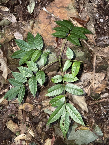 Picrasma crenata (Picrasma crenata)