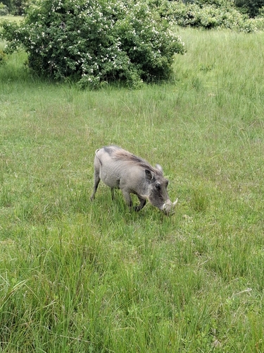 Southern Warthog