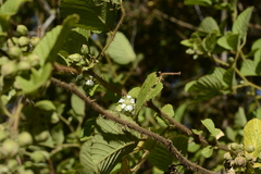 Rubus ellipticus