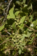 Rubus ellipticus