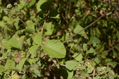 Rubus ellipticus