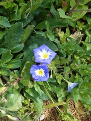Convolvulus tricolor