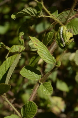 Rubus ellipticus