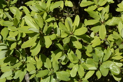 Daphniphyllum neilgherrense