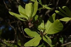 Daphniphyllum neilgherrense