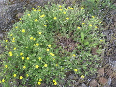 Potentilla collina