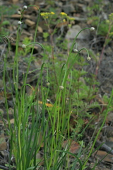 Allium senescens