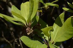 Daphniphyllum neilgherrense