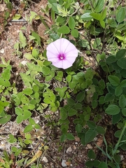 Convolvulus althaeoides althaeoides