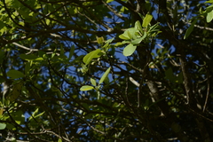 Daphniphyllum neilgherrense