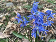 Scilla siberica