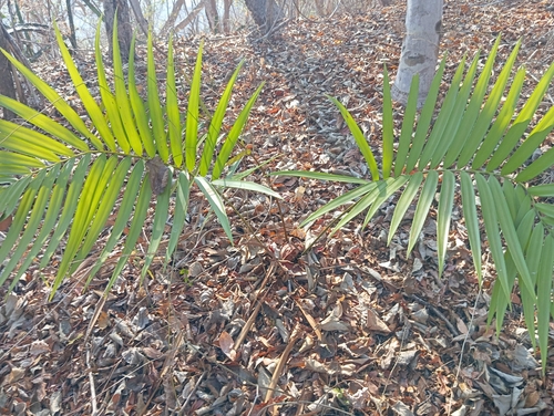 Zamia paucijuga (Zamia paucijuga)