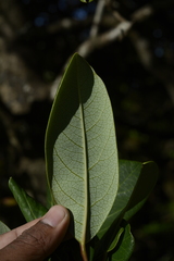 Daphniphyllum neilgherrense